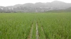 土壤養(yǎng)分速測儀如何分析肥力變化？