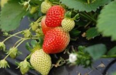 **水果種植離不開土壤肥料養(yǎng)分檢測(cè)儀